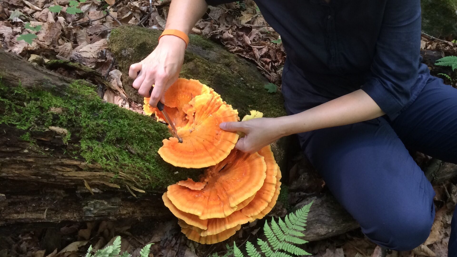 natural living, foraging, aromatherapy, essential oils, herbs & minerals , forest bathing, grounding, foraging
