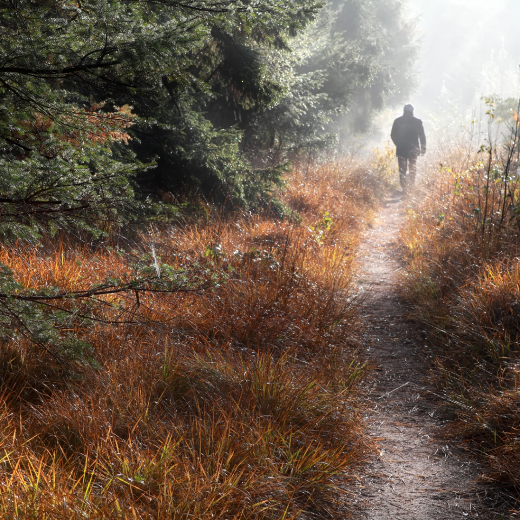 Grounding, Earthing, Forest Bathing