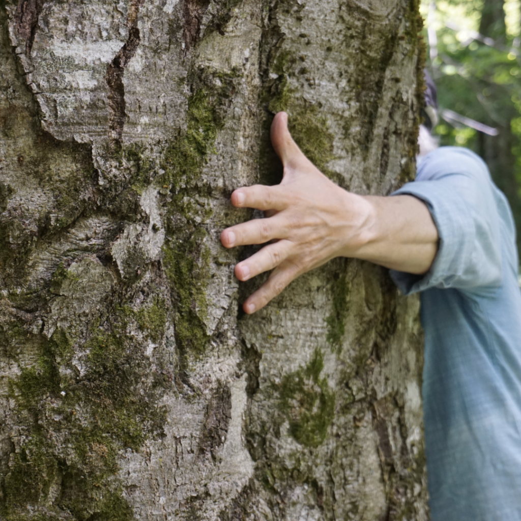 Grounding, Earthing, Forest Bathing