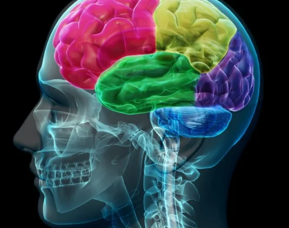 aromatherapy, limbic system