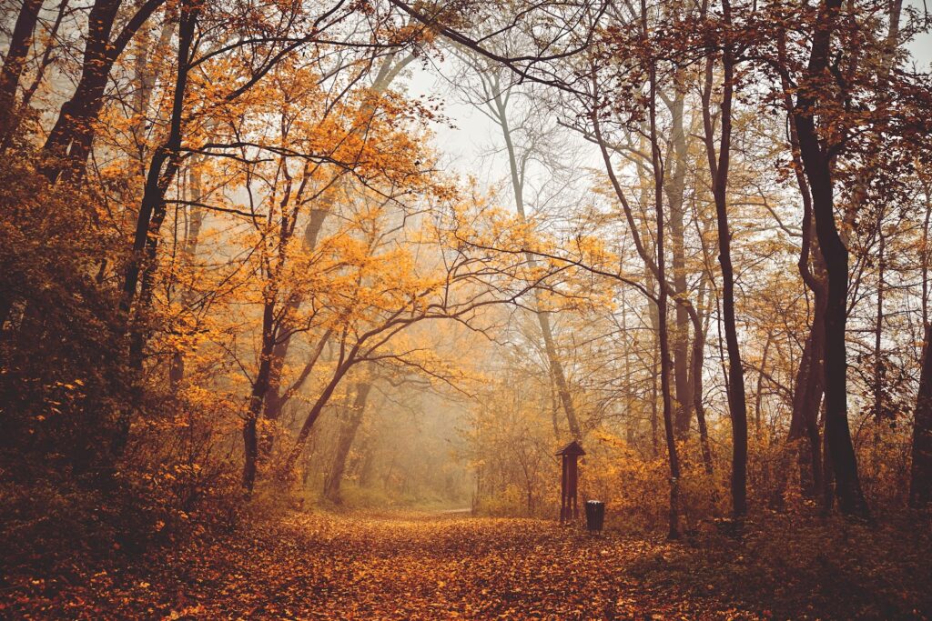 Grounding, Earthing, Forest Bathing, foraging